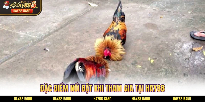 Đặc điểm nổi bật khi tham gia tại HAY88 Đặc điểm nổi bật khi tham gia tại HAY88